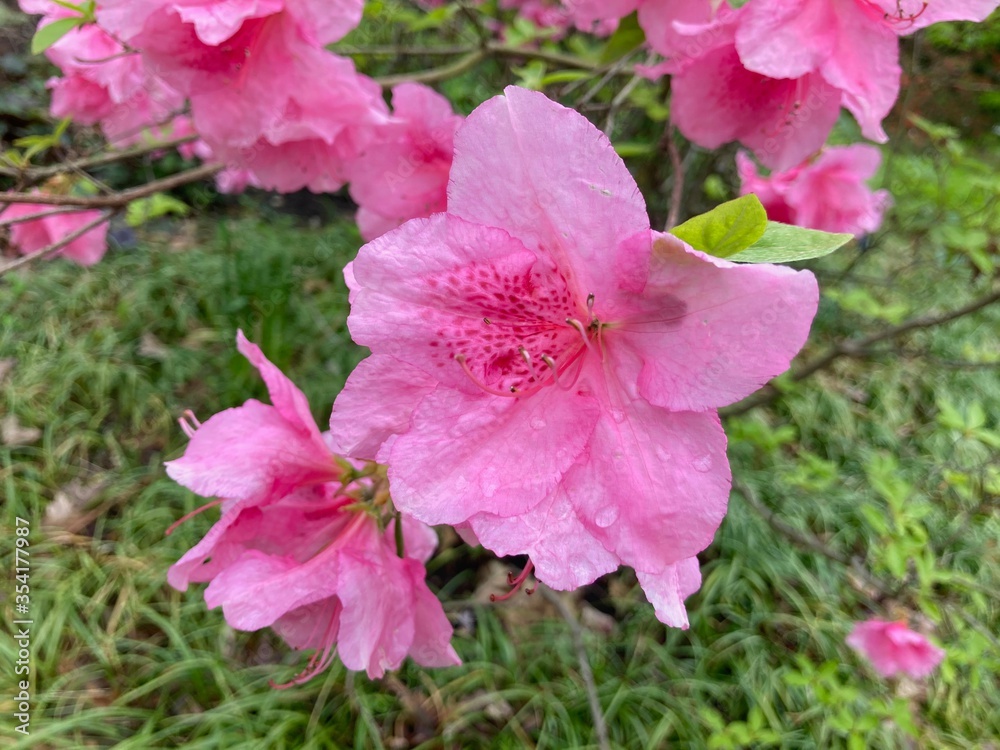 Obraz premium pink flowers in the garden