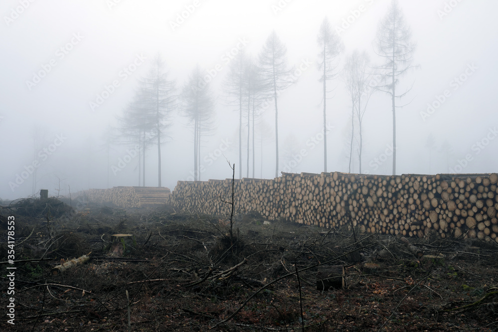 custom made wallpaper toronto digitalNovemberstimmung mit gestapeltem Holz in abgeholztem Waldgebiet im Morgennebel im Westerwald in Rheinland-Pfalz Ende 2019 - Stockfoto