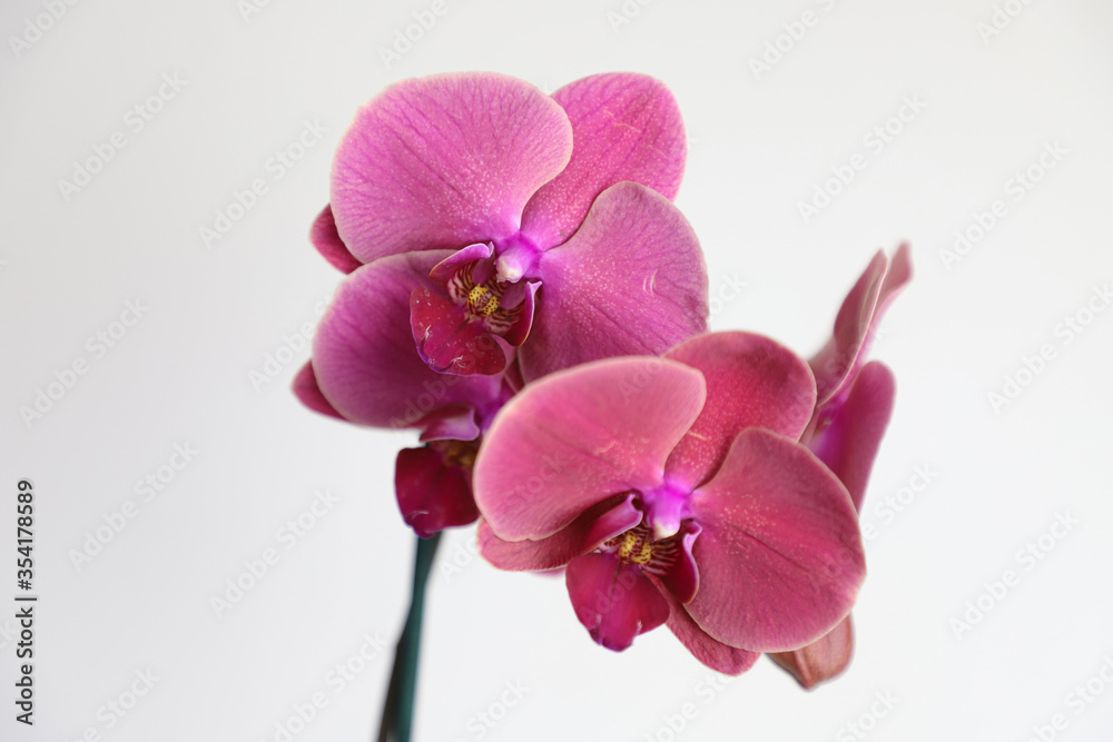 pink orchid isolated on white background. Close-up of a blooming orchid bud. selective focus. Phalaenopsis orchid. pink orchid isolated on white background. Close-up of a blooming orchid bud. selective focus. Phalaenopsis orchid.