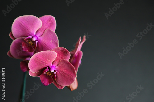pink orchid isolated on black background. Close-up of a blooming orchid bud. selective focus. Phalaenopsis orchid. 