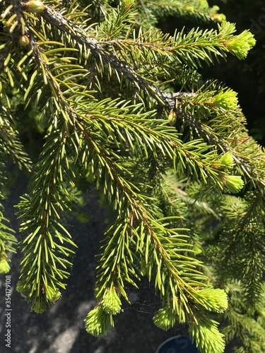 numerous green pine needles on a pine tree 