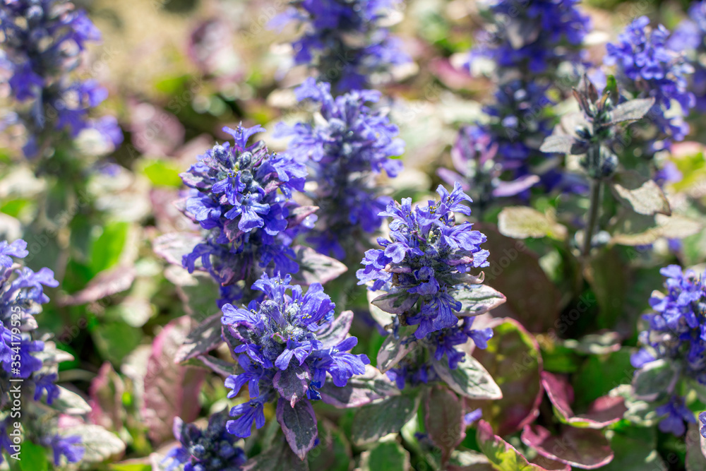 Ajuga reptans. Spring flowers of ajuga reptans. Blooming plants. Wild plants and flowers Ajuga reptans. Spring flowers of ajuga reptans. Blooming plants. Wild plants and flowers