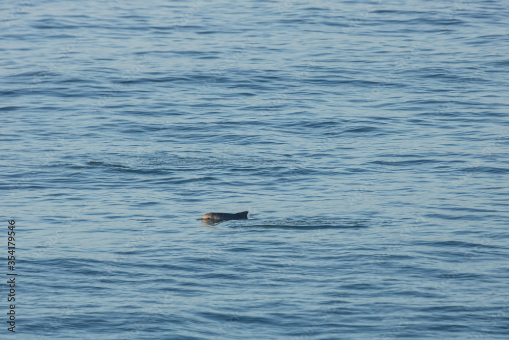 Fototapeta premium Dolphins around the beach