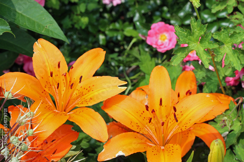 A Pair of Orange Lillies