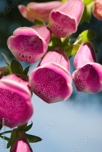 Flores com forma de sinos, campânulas