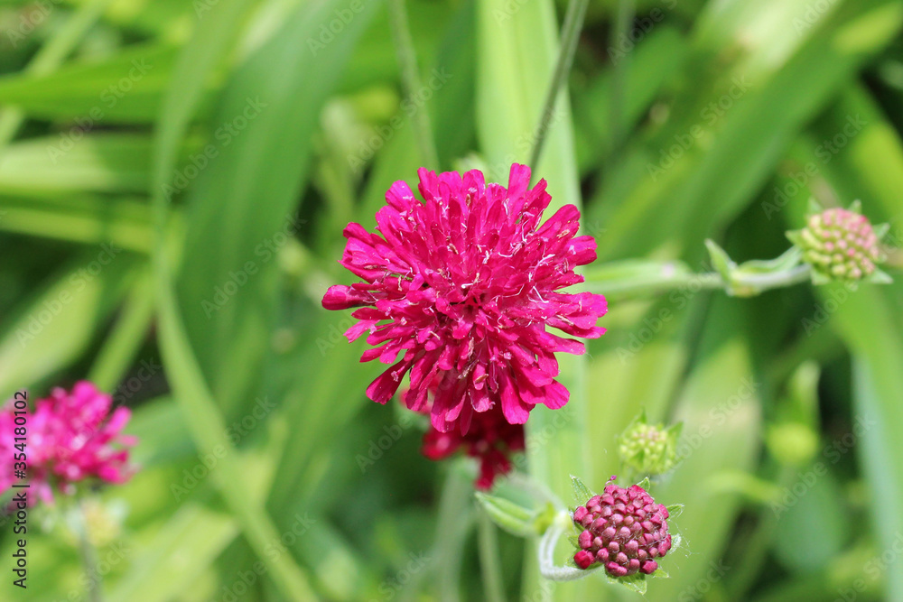 Close up of Magenta Flower Close up of Magenta Flower