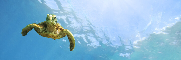 Green sea turtle above coral reef underwater photograph in Hawaii