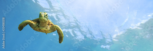 Obraz na płótnie Green sea turtle above coral reef underwater photograph in Hawaii