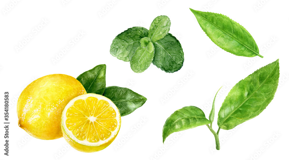 Tea leaves lemon mint watercolor illustration isolated on white background