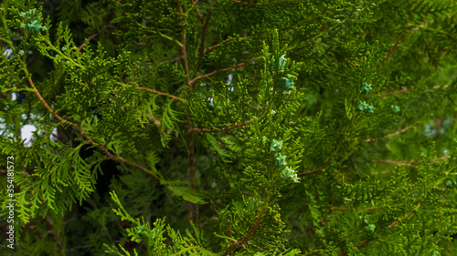 Juniper tree branches with cones in the park. May  Spring. Background. Macro photo  close up