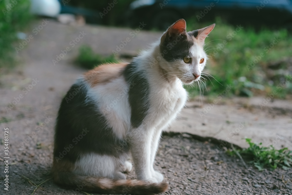 Homeless cat sits on the ground.