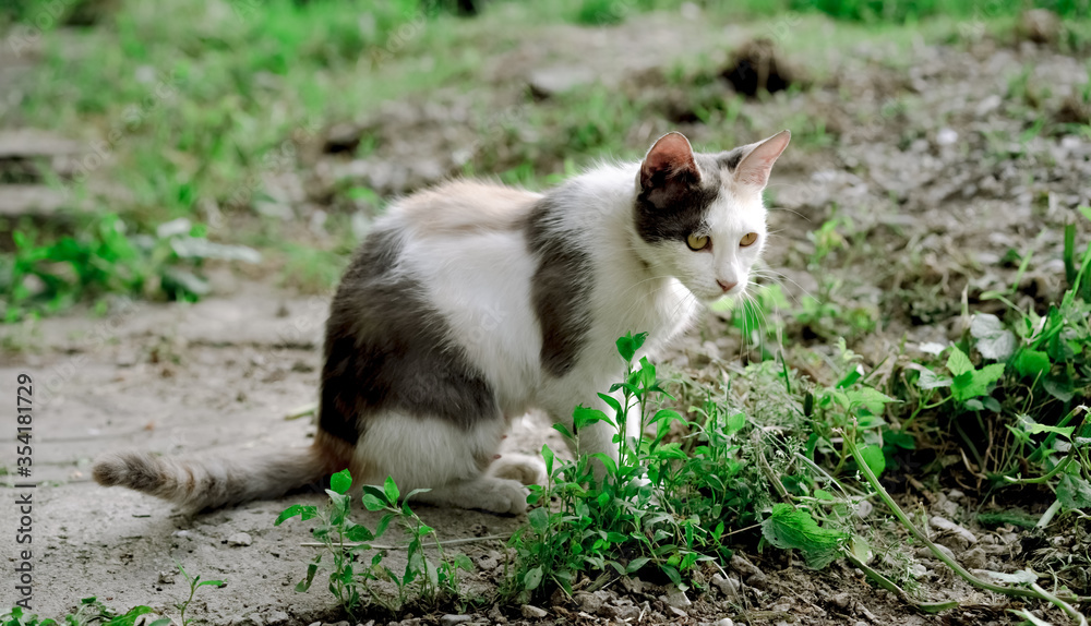 Homeless cat sits on the ground. Homeless cat sits on the ground.