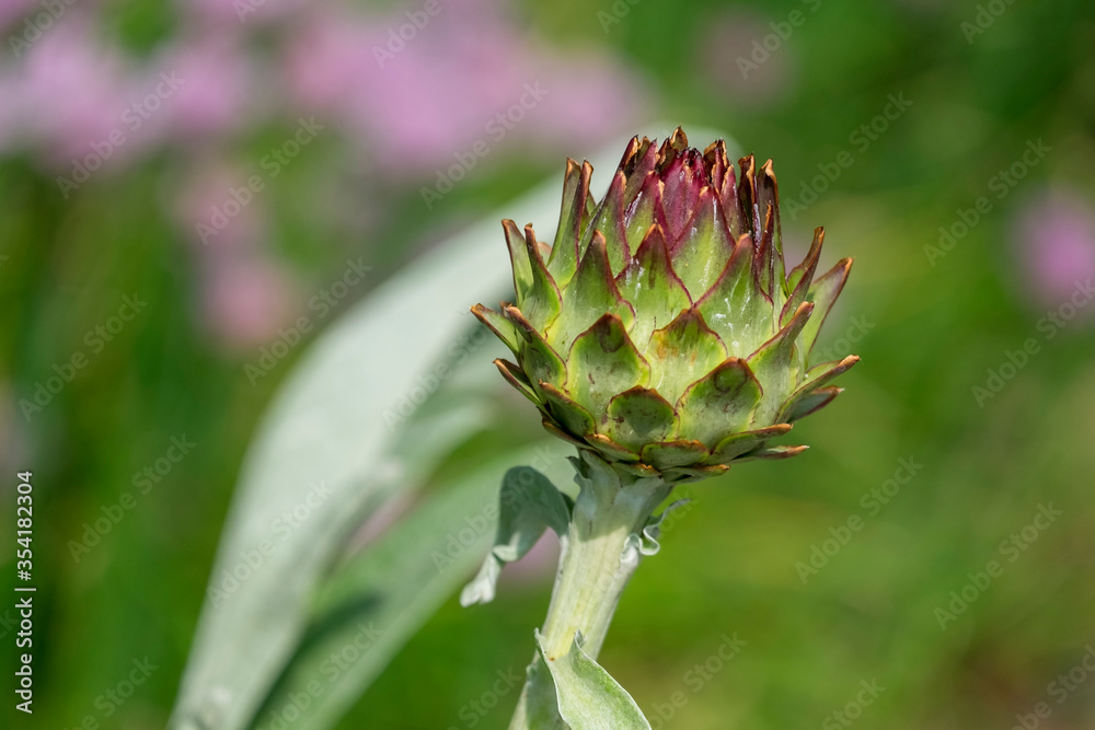 Artischocke (Cynara scolymus, Cynara cardunculus), Blütenstand Artischocke (Cynara scolymus, Cynara cardunculus), Blütenstand