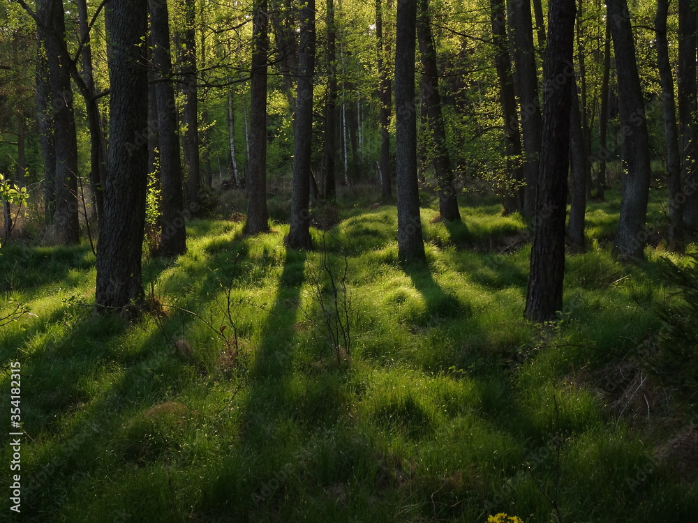 Picture of forest in soft afternoon sunlight.