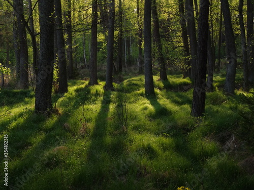 Picture of forest in soft afternoon sunlight.