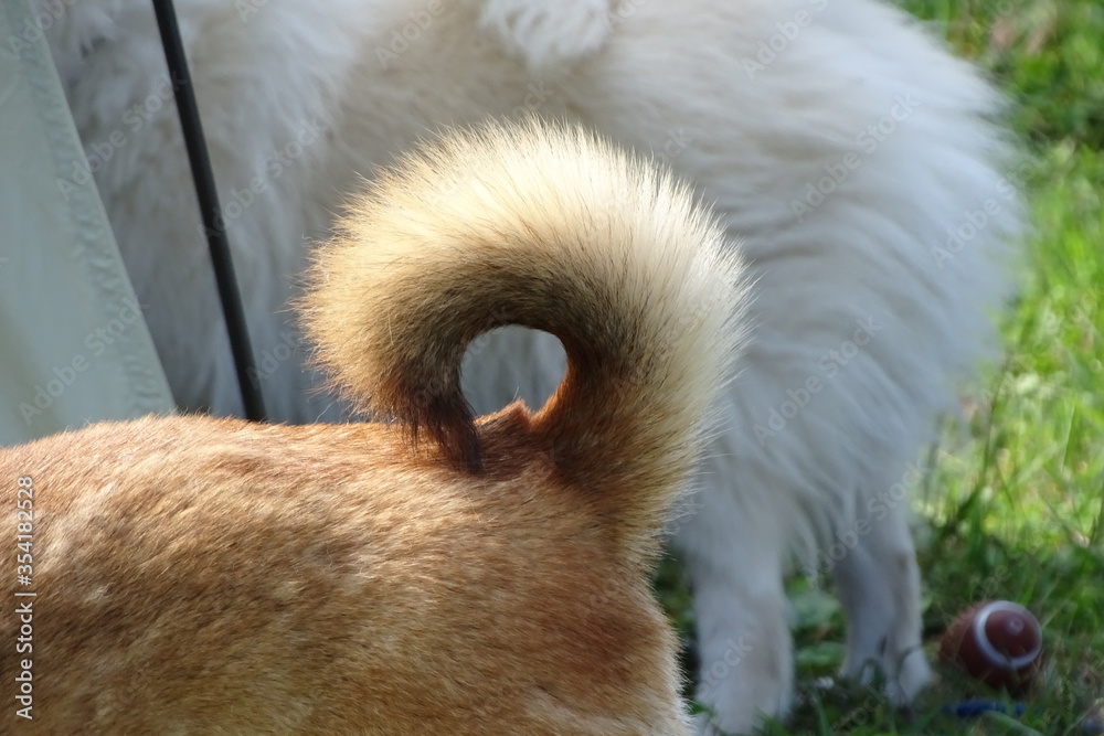 柴犬 柴犬