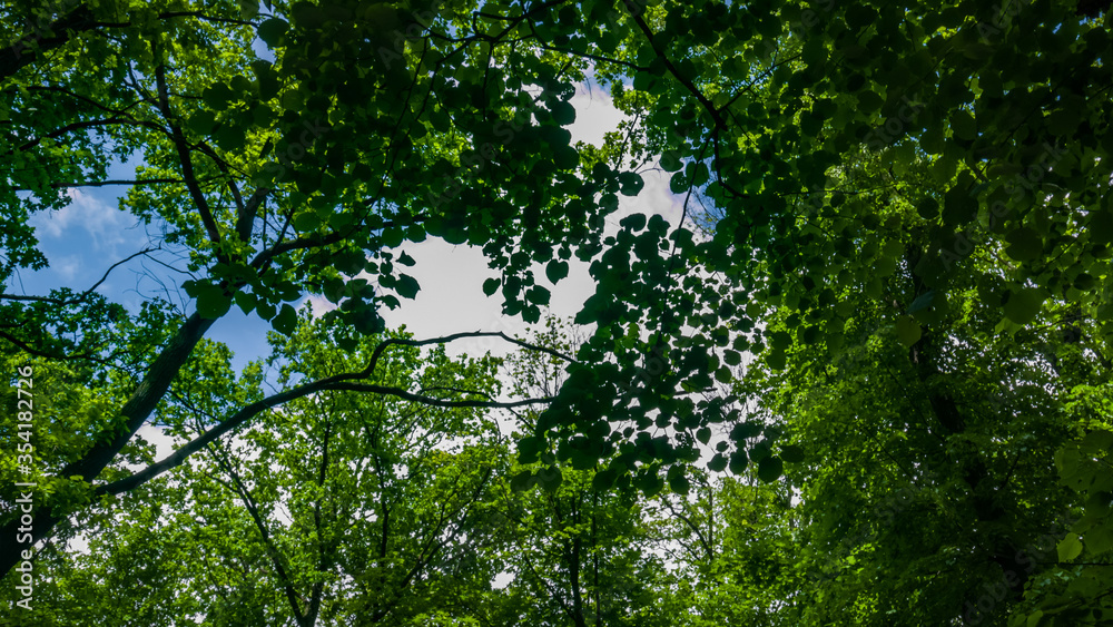 Top of the trees with green leaves from below. Blue sky with clouds. Background Top of the trees with green leaves from below. Blue sky with clouds. Background