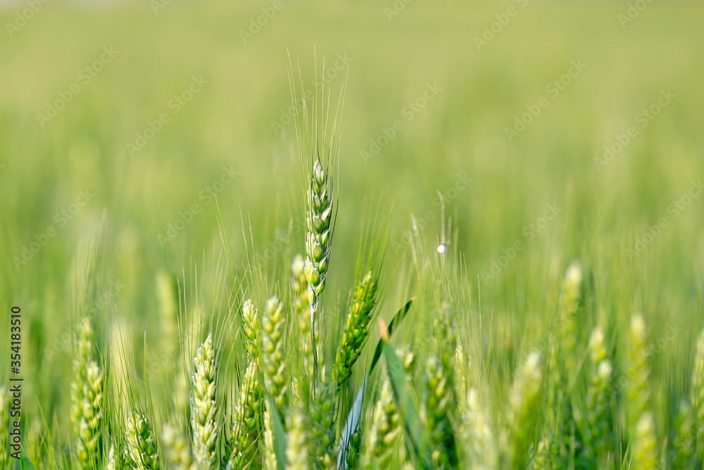 Wheat growing in the wheat field