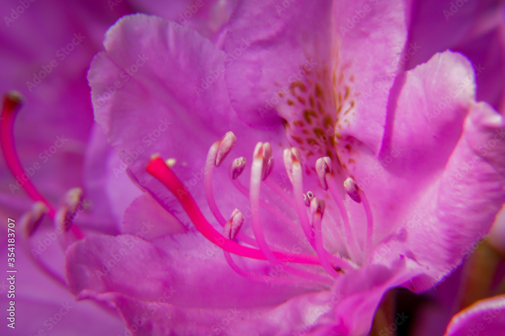 Close up of purple rhododendron flower detailing the central pistil of the flower. Gardening, planting, summer hobbies concepts