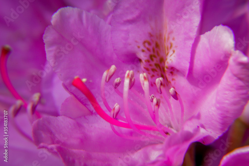Close up of purple rhododendron flower detailing the central pistil of the flower. Gardening, planting, summer hobbies concepts