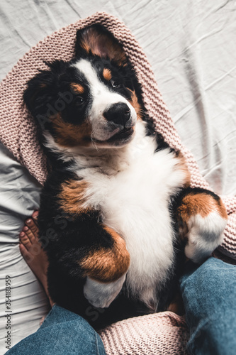 Happy Bernese Mountain Dog dog in luxurious bright colors scandinavian style bedroom with bed.