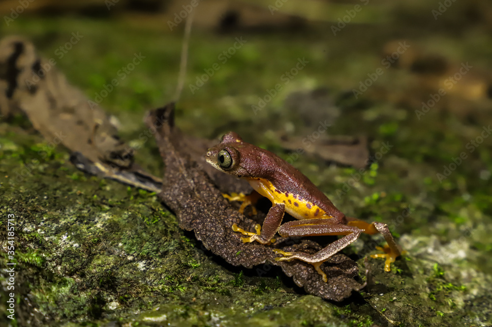 Naklejka premium South American Leaf Frog