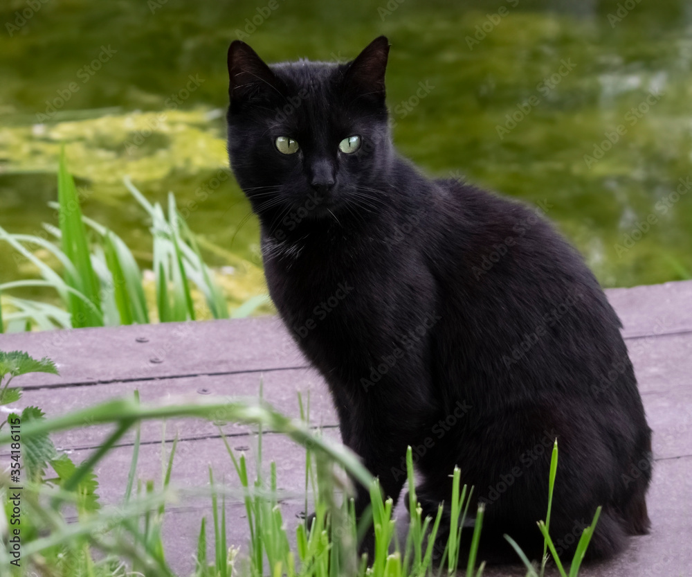 Black cat with green eyes and no tail sitting and looking to the right.