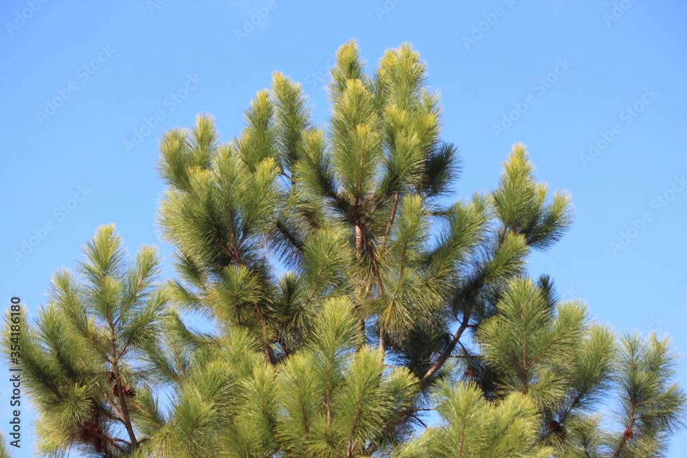 sky blue and green tree