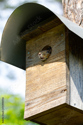 Squirrel looking from the birdhouse, stay home concept
