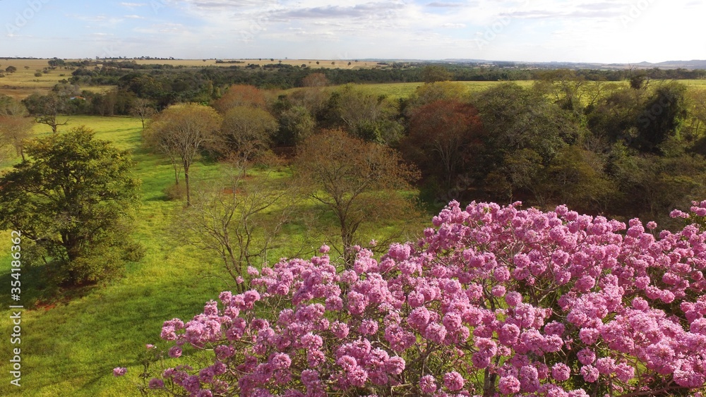 Obraz premium field of flowers