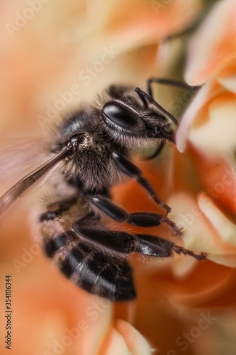 macro of a fly © Bruno
