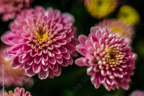 pink dahlia flower