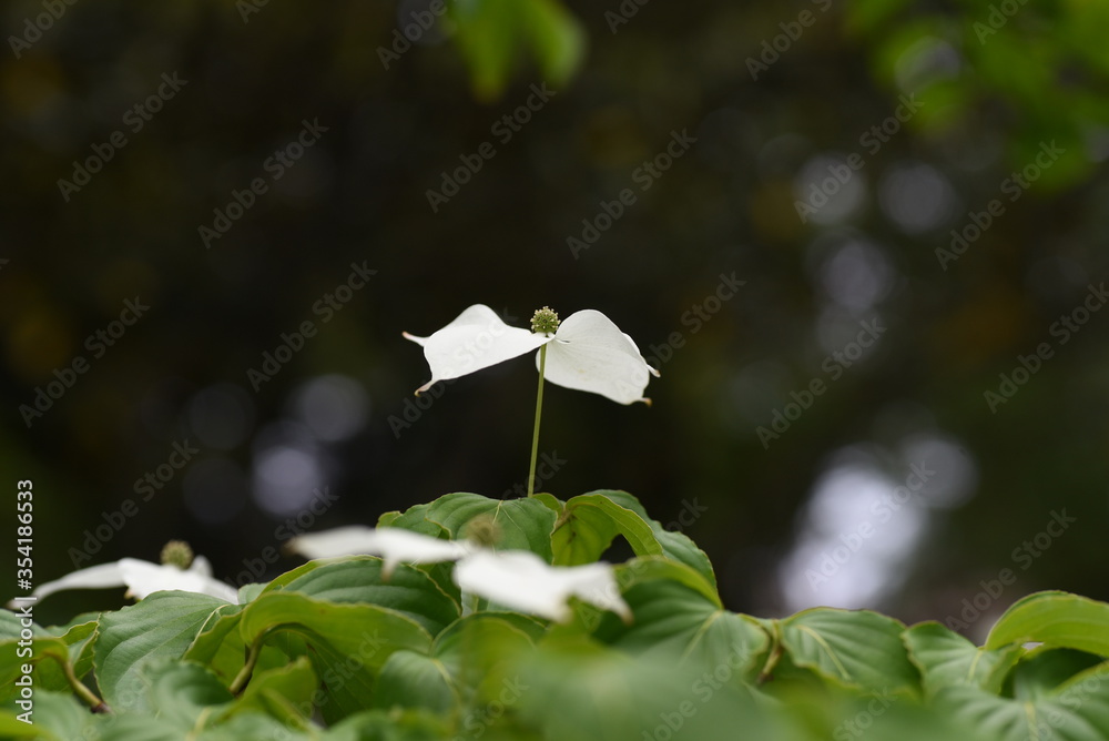 Obraz premium Kousa dogwood flowers/ Cornaceae deciduous tree