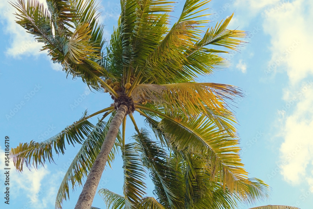 Coconut palm trees bottom view. Tropical scene. Coconut palm trees bottom view. Tropical scene.