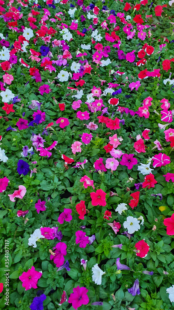 Field of petunias flowers, top view. Petunia pattern close up