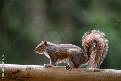 Free gray squirrel in a city park