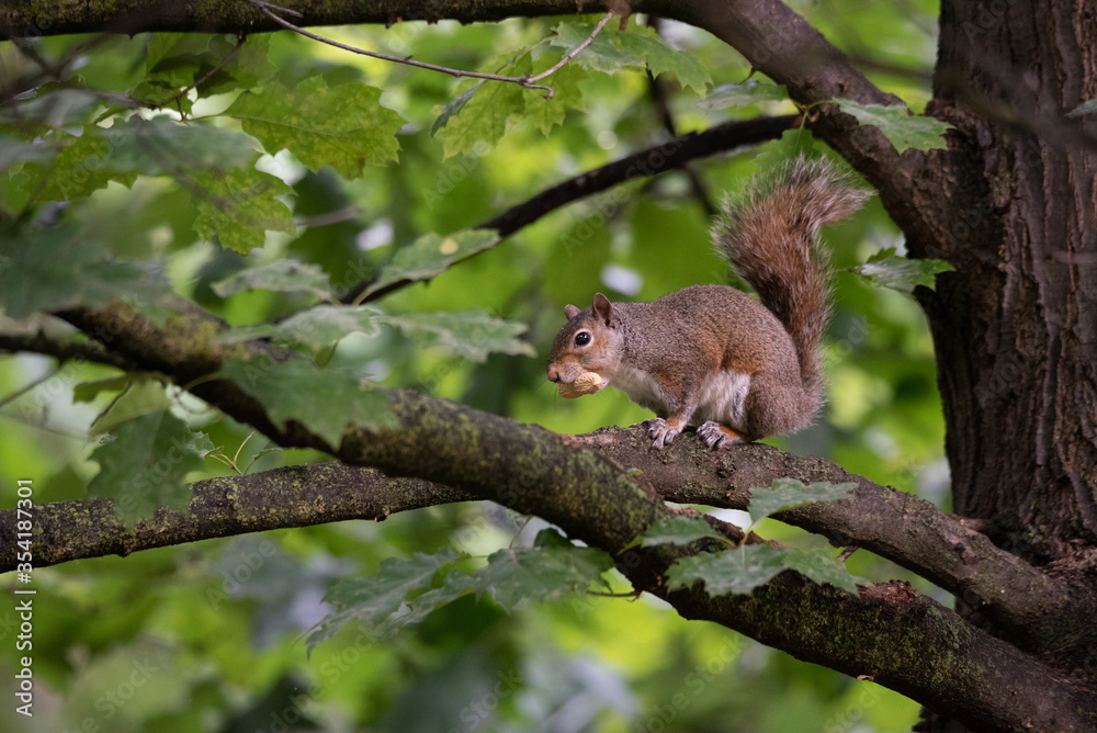 Gray squirrel eats a peanut perched on a tree branch Gray squirrel eats a peanut perched on a tree branch