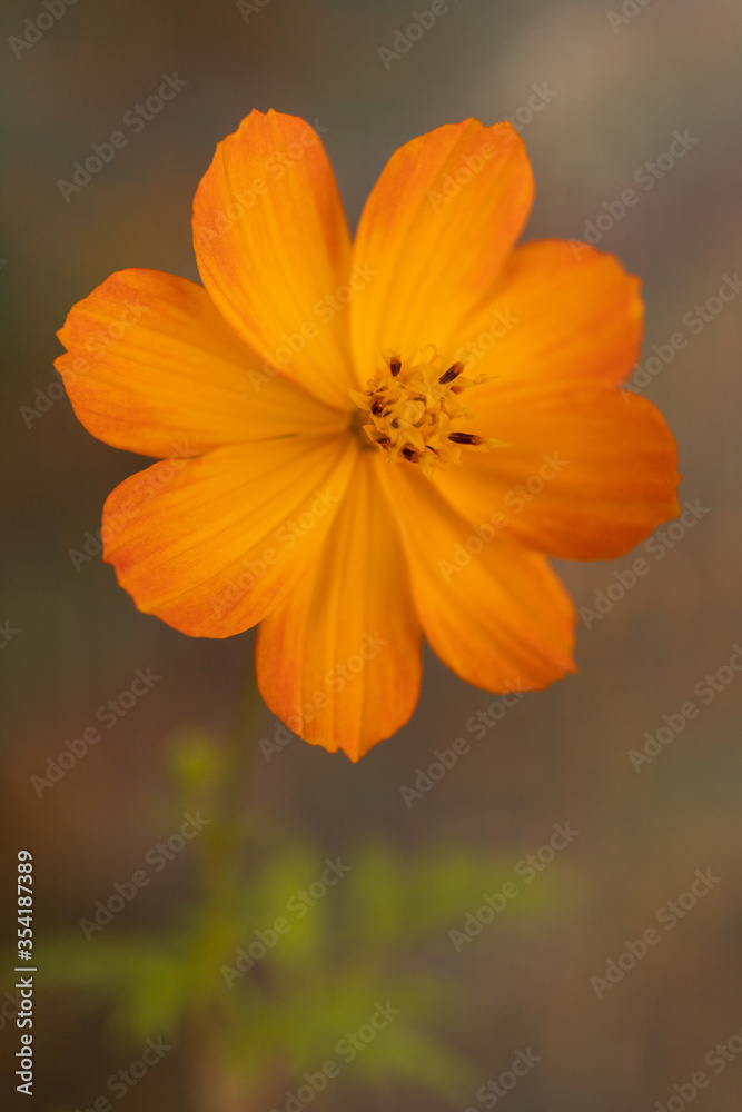 Blumen Closup Blumen Closup