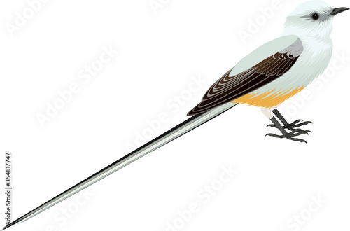 vector Scissor tailed Flycatcher illustration photo