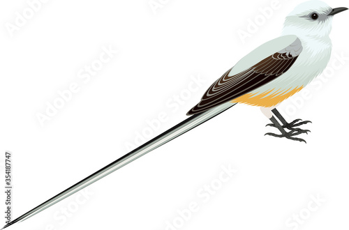 vector Scissor tailed Flycatcher illustration