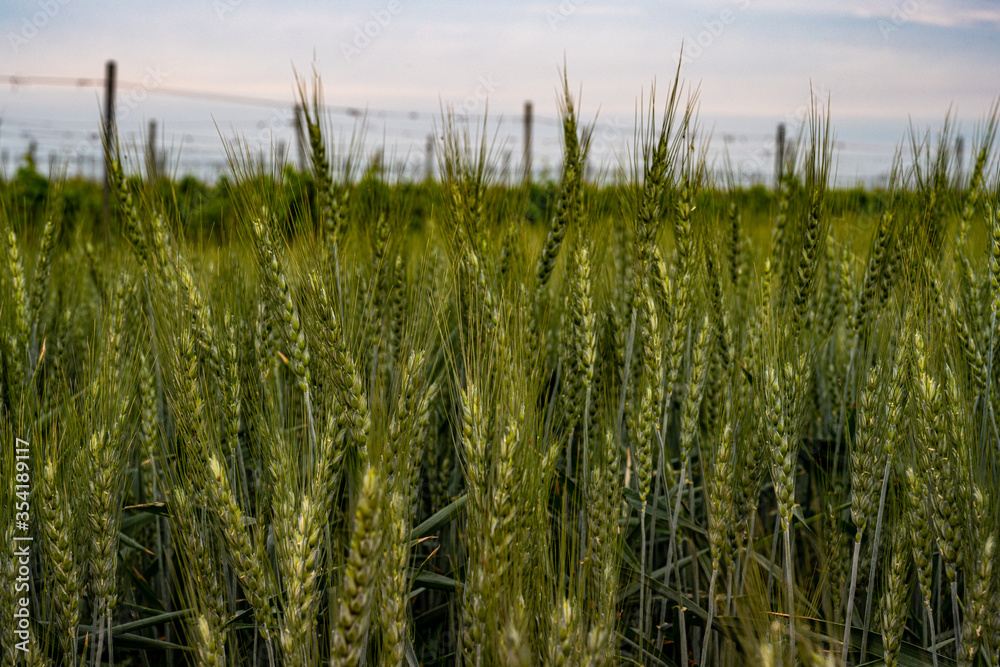 Green wheat field in Europe, Hungary at the end of May Green wheat field in Europe, Hungary at the end of May