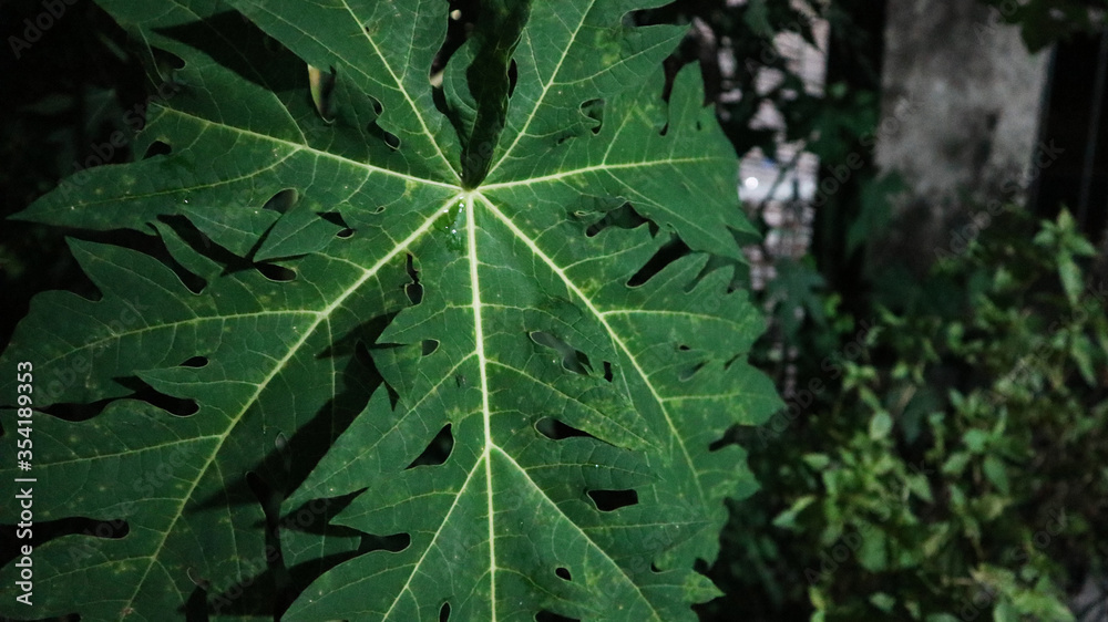 Obraz premium Papaya leaves in the garden