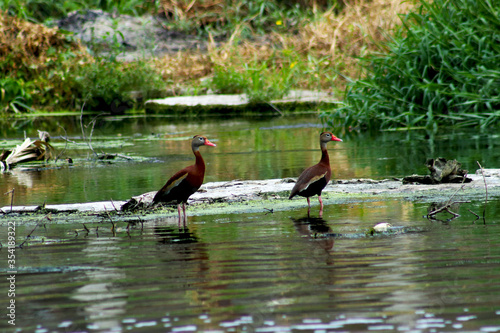patos salvaje