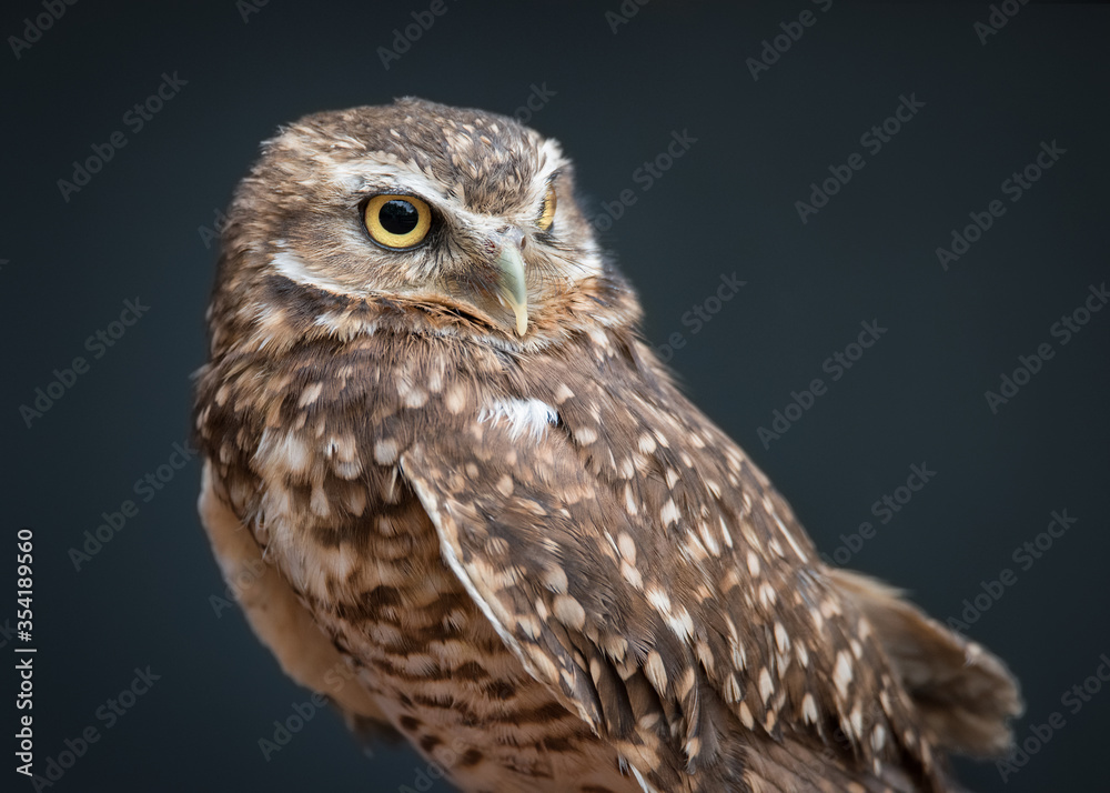 Fototapeta premium A burrowing owl named Basil at the Birds of Prey rescue centre in Coaldale, Alberta. Birds of Prey participates in a breeding program for this endangered species.