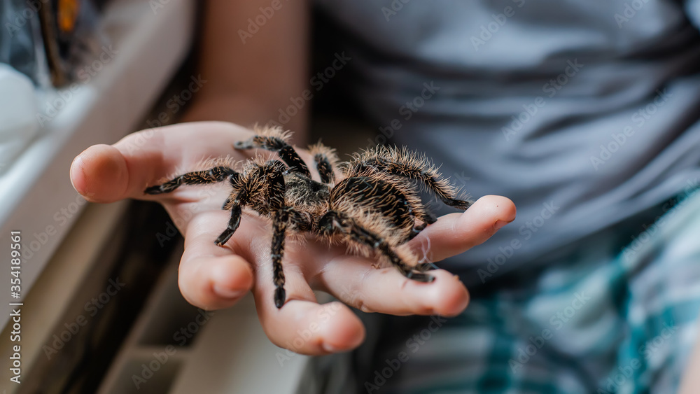 Obraz premium child holds spider on arm. terrible fear of spiders. Arachnophobia.