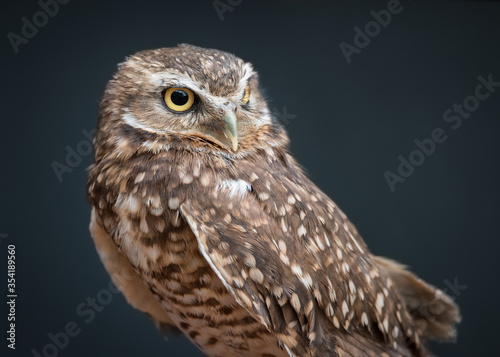 Foto A burrowing owl named Basil at the Birds of Prey rescue centre in Coaldale, Alberta