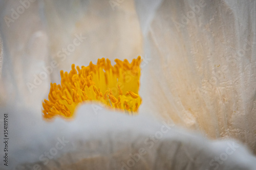 Close Up Macro Fried Egg Poppy photo