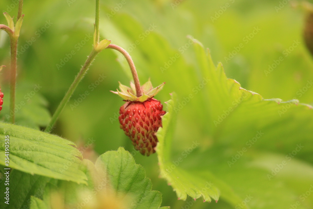 macro of wild strawberry in the garden macro of wild strawberry in the garden