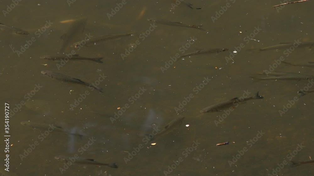 Roach corse fish swimming on surface of a lake before being spooked UK 4K Roach corse fish swimming on surface of a lake before being spooked UK 4K