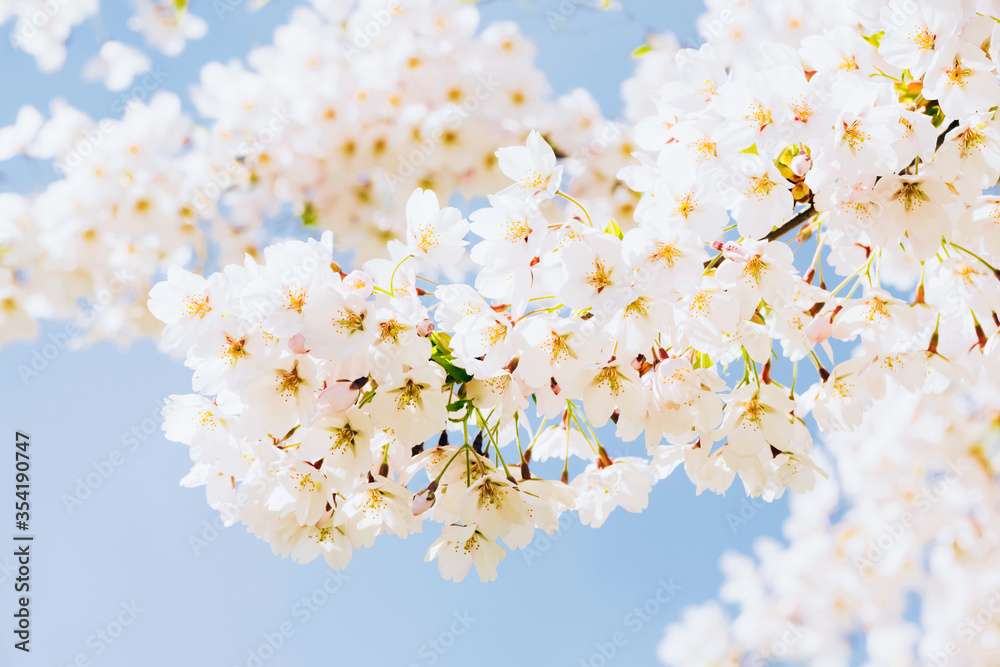 White sakura. Cherry blossom branch in bloom against sky. Spring background. Copy space, selective focus White sakura. Cherry blossom branch in bloom against sky. Spring background. Copy space, selective focus